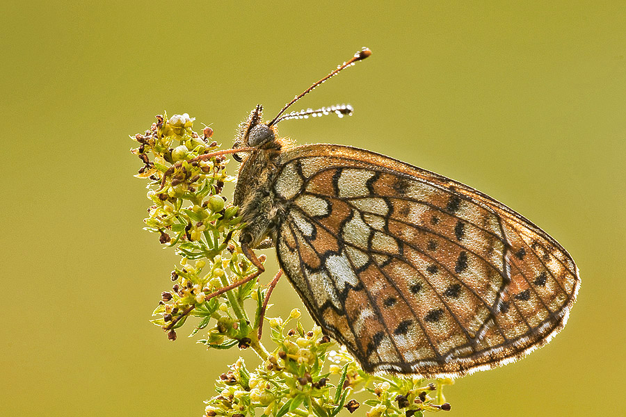 Nymphalidae - M. phoebe, B. hecate, M. athalia, M. didyma